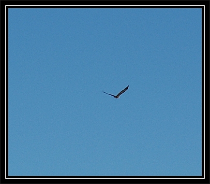 bald eagle