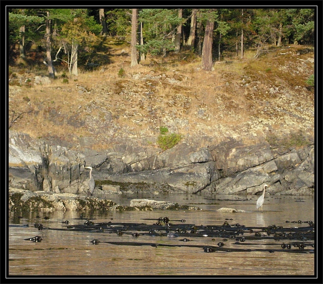 Blue Herons