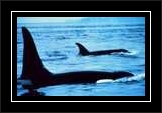 Orcas