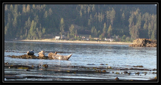 Harbor Seals