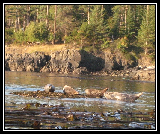 Harbor Seals